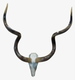 Animal Skulls With Horns Png Download, Transparent Png, Transparent PNG