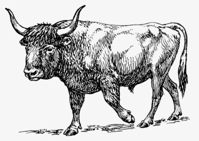 Livestock,monochrome Photography,horn, HD Png Download, Transparent PNG
