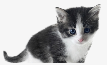 Kittens Transparent White, HD Png Download, Transparent PNG