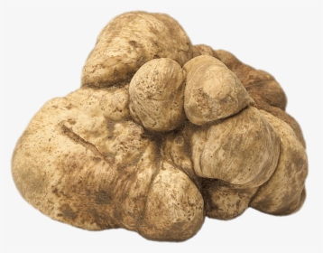 Fresh White Truffle, HD Png Download, Transparent PNG