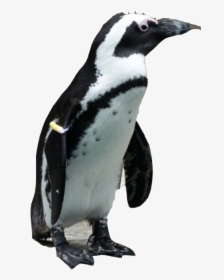 Penguin Png Download Image - African Penguin Transparent Background, Png Download, Transparent PNG