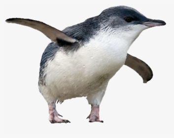 #penguin #bird #pngs #png #lovely Pngs #usewithcredit - Adã©lie Penguin, Transparent Png, Transparent PNG