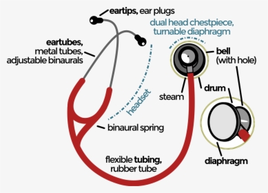 Stethoscope Parts And Functions Pdf, HD Png Download, Transparent PNG