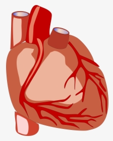 Human Heart Vector File Image - Human Heart Clipart, HD Png Download, Transparent PNG