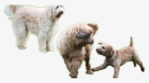 Transparent Dogs Playing Png - Dogs Playing Png, Png Download, Transparent PNG