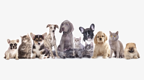 Friendly Paws Pet Resort - Vaccine Cat And Dog, HD Png Download, Transparent PNG