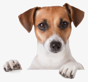 Dog Png - Jack Russell Puppies Tan And White, Transparent Png, Transparent PNG