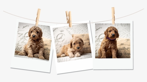 Poloriod-dogs - Golden Retriever, HD Png Download, Transparent PNG
