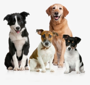 All Dogs Png - Dog Images Hd Png, Transparent Png, Transparent PNG