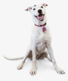 Image Of A Smiling Dog - Dog Yawns, HD Png Download, Transparent PNG