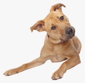 Dog Transparent Background, HD Png Download, Transparent PNG