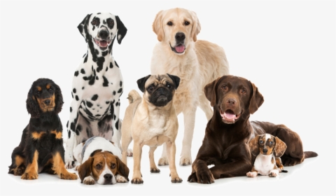 Dogs Png - Best Dog Breeds, Transparent Png, Transparent PNG