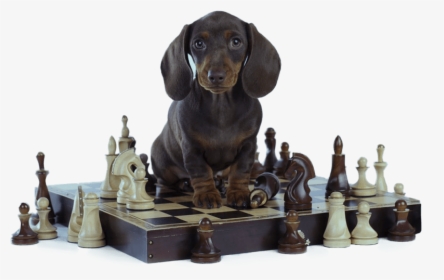 Brain Training For Dogs Review, HD Png Download, Transparent PNG