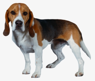 Dog Png - Transparent Background Beagle Dog Png, Png Download, Transparent PNG