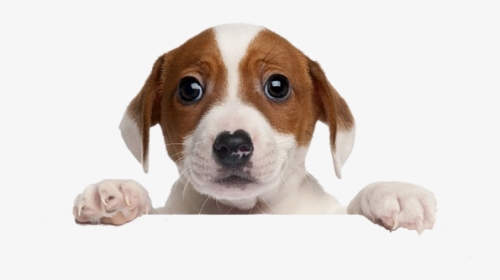 Puppy Vote For Us, HD Png Download, Transparent PNG