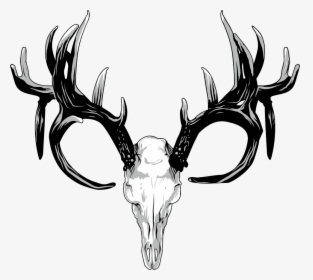 Transparent Deer Antler Clip Art - Deer Antlers Png Transparent, Png Download, Transparent PNG