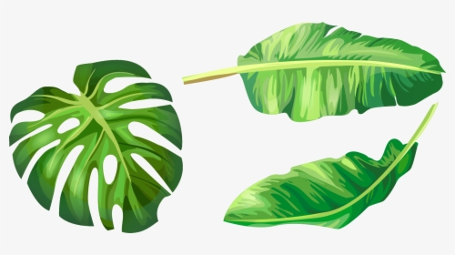 Leaf Leaves Illustration Euclidean Vector Green Banana - Banana Leaf Vector Png, Transparent Png, Transparent PNG