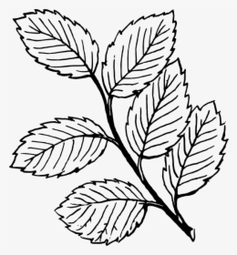Free Vector Leaves Clip Art - Leaves Clipart Black And White, HD Png Download, Transparent PNG