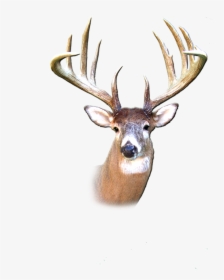 Deer Transparent Buck, HD Png Download, Transparent PNG