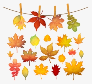 Autumn Leaf Color Maple Leaf - Autumn Leaf Color Maple, HD Png Download, Transparent PNG