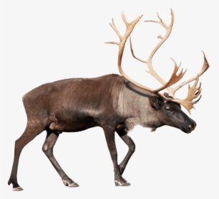 Reindeer,elk,deer,barren Ground - Caribou Png, Transparent Png, Transparent PNG