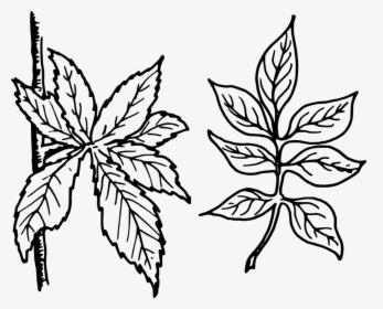 Free Vector Graphic Tree Leaves Leaves Botany Plant - Plant Leaf Clip Art Black And White, HD Png Download, Transparent PNG