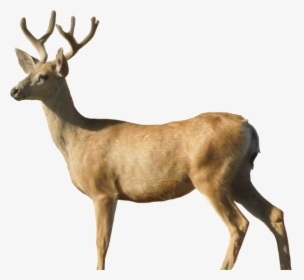 Deer Png Side View - Deer Transparent Background, Png Download, Transparent PNG