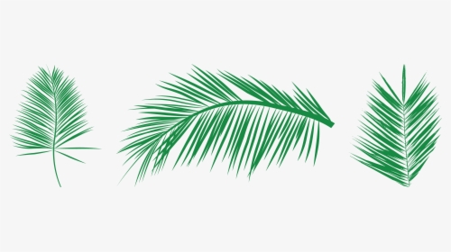 Transparent Needle And Thread Clipart - Free Vectors Palm Leaf, HD Png Download, Transparent PNG