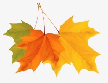 Maple Leaf Autumn - Autumn Leaves Png Vector, Transparent Png, Transparent PNG