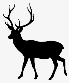Silhouette Fallow Deer Dama Dama Free Picture Deer- - Lesson Of The Kaibab Graph Answer Key, HD Png Download, Transparent PNG