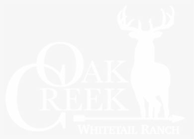 Oak Creek Whitetail Ranch - Night Life Of Trees, HD Png Download, Transparent PNG