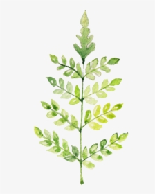 Limnophila Aromatica, HD Png Download, Transparent PNG