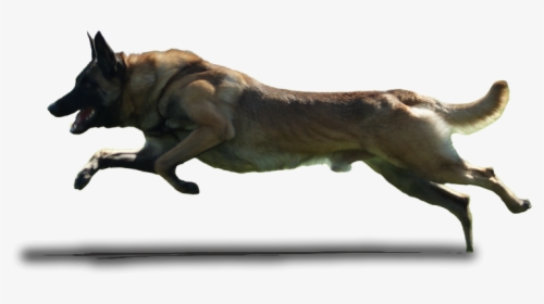 Dog Running Transparent Background, HD Png Download, Transparent PNG