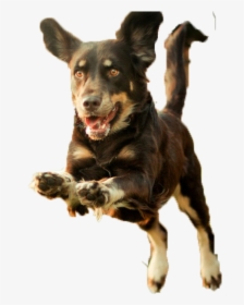Dog Puppy Runs - Transparent Background Dog Run Png, Png Download, Transparent PNG