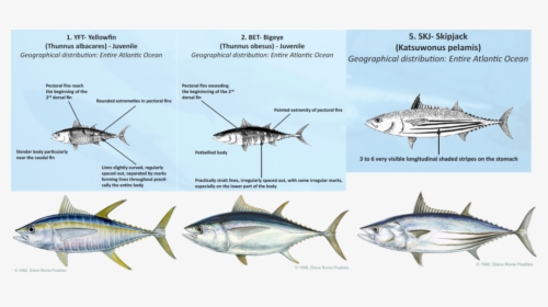 Transparent Tuna Fish Png - Tuna Identification, Png Download, Transparent PNG