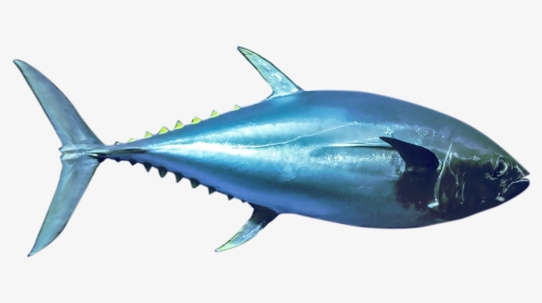 Bluefin Tuna Png, Transparent Png, Transparent PNG