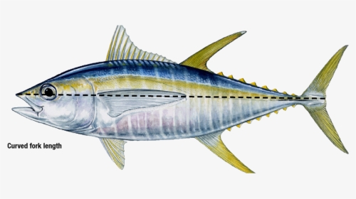 Yellow Fin Tuna, HD Png Download, Transparent PNG
