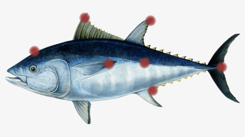 Tuna-parts - Tuna Png, Transparent Png, Transparent PNG