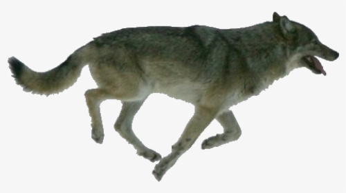 Dog Isle Royale Arctic Wolf Wolf Walking Moose - Isle Royale Wolves, HD Png Download, Transparent PNG