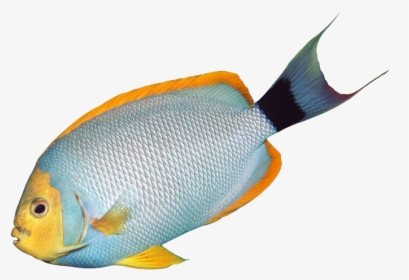 Fish Clipart Transparent Background - Transparent Aquarium Fish Clipart, HD Png Download, Transparent PNG