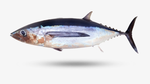 Albacore Tuna - Atlantic Bluefin Tuna, HD Png Download, Transparent PNG