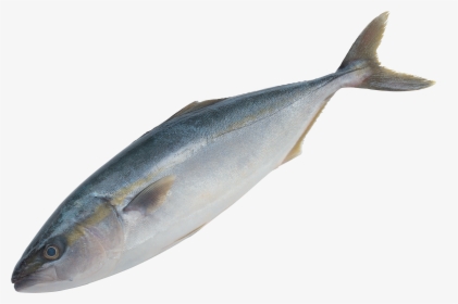 Tuna Clipart Fish Gill - صور اسماك Png, Transparent Png, Transparent PNG