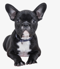 Bulldog Puppy No Background - Transparent Background Cute Dog Png, Png Download, Transparent PNG