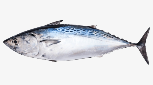 Albacore Fish, HD Png Download, Transparent PNG