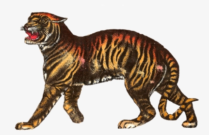 Tigre Png, Transparent Png, Transparent PNG