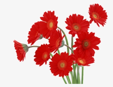 Red Daisy Png, Transparent Png, Transparent PNG