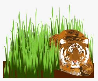 Tiger, HD Png Download, Transparent PNG