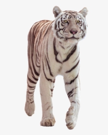 Tiger, Big Cat, White, Wildcat, Attention, Go, HD Png Download, Transparent PNG