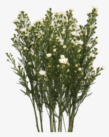 Aster White, HD Png Download, Transparent PNG
