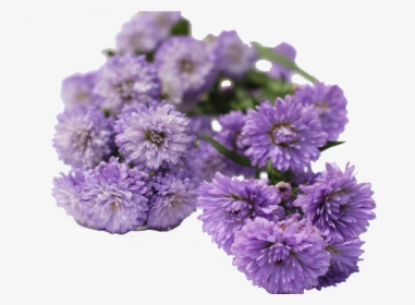 Aster Flowers Aster Flowers, HD Png Download, Transparent PNG